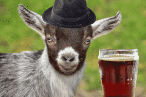 Brown, white, and grey baby goat face staring straight ahead, wearing a black hat next to an amber-colored bock beer.