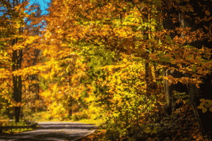 Yellow and orange fall leaves on a tree-lined road.