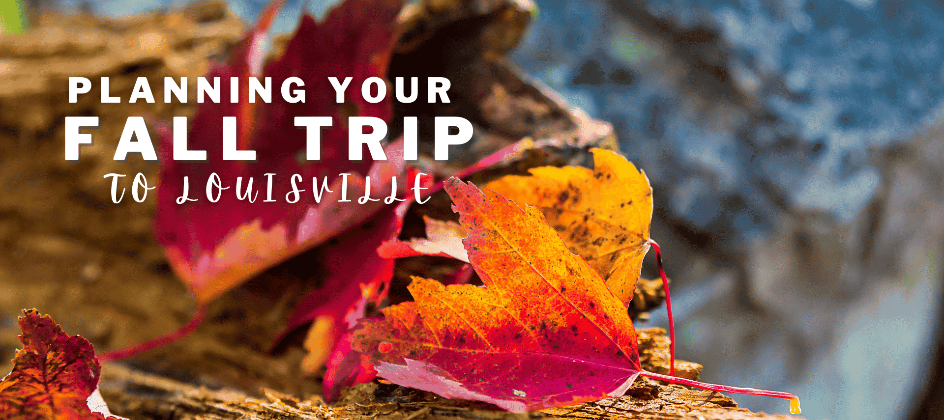 Red, orange, and yellow fall leaves resting on a rock.