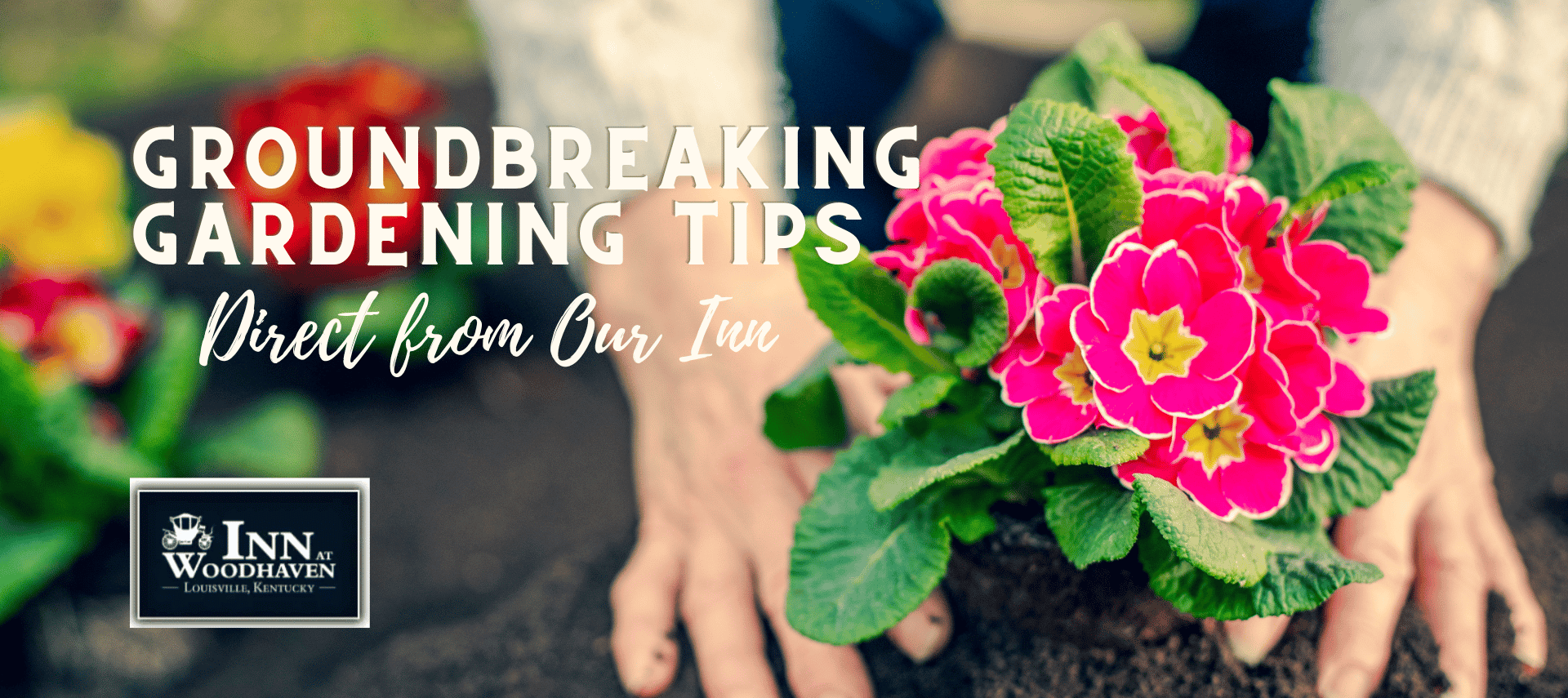 Two hands planting pink flowers in the dirt in a garden.