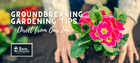 Two hands planting pink flowers in the dirt in a garden.