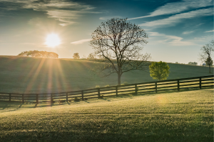 Rolling grass hills of Kentucky with a wooden fence and tree in the distance.