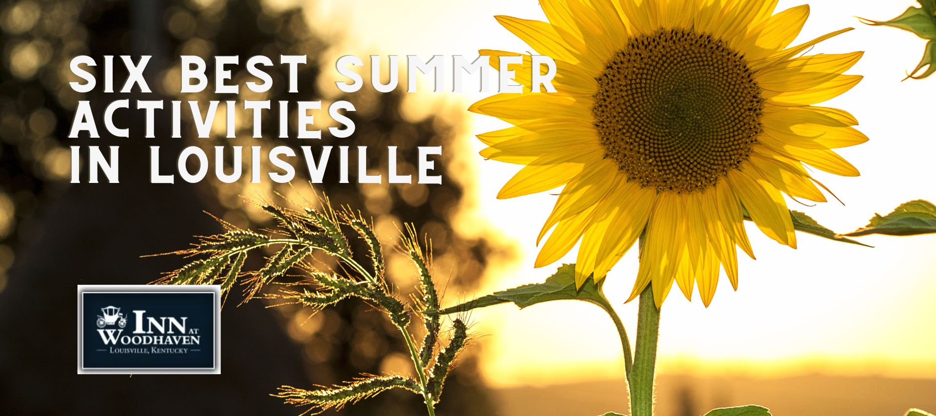 One yellow sunflower head with a black center, outdoors in a green field during sunset.