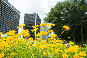 Yellow flowers in front of Louisville high rise buildings.