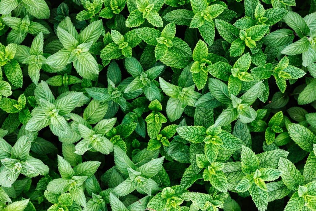 Fresh mint 