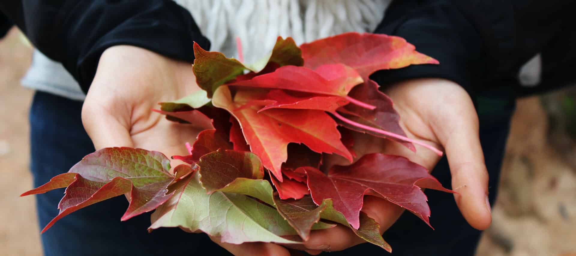 Close up of woman’s hands holding a pile of red, purple, and green fall leaves.