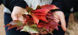 Close up of woman’s hands holding a pile of red, purple, and green fall leaves celebrating Louisville fall festivals 