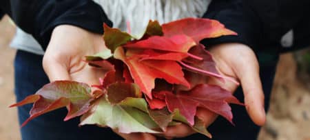 Close up of woman’s hands holding a pile of red, purple, and green fall leaves.