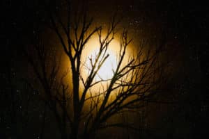 Black silhouette of a leafless tree, illuminated by an orange glow and hundreds of tiny white stars in the background, demonstrating things to do in Louisville in the fall