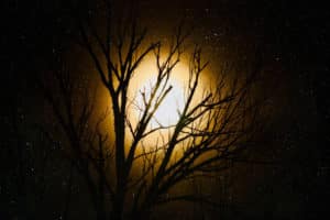 Black silhouette of a leafless tree, illuminated by an orange glow and hundreds of tiny white stars in the background.