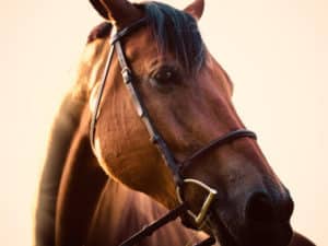 Headshot of a brown horse with a black mane and brown leather bridle with brass loop accents.